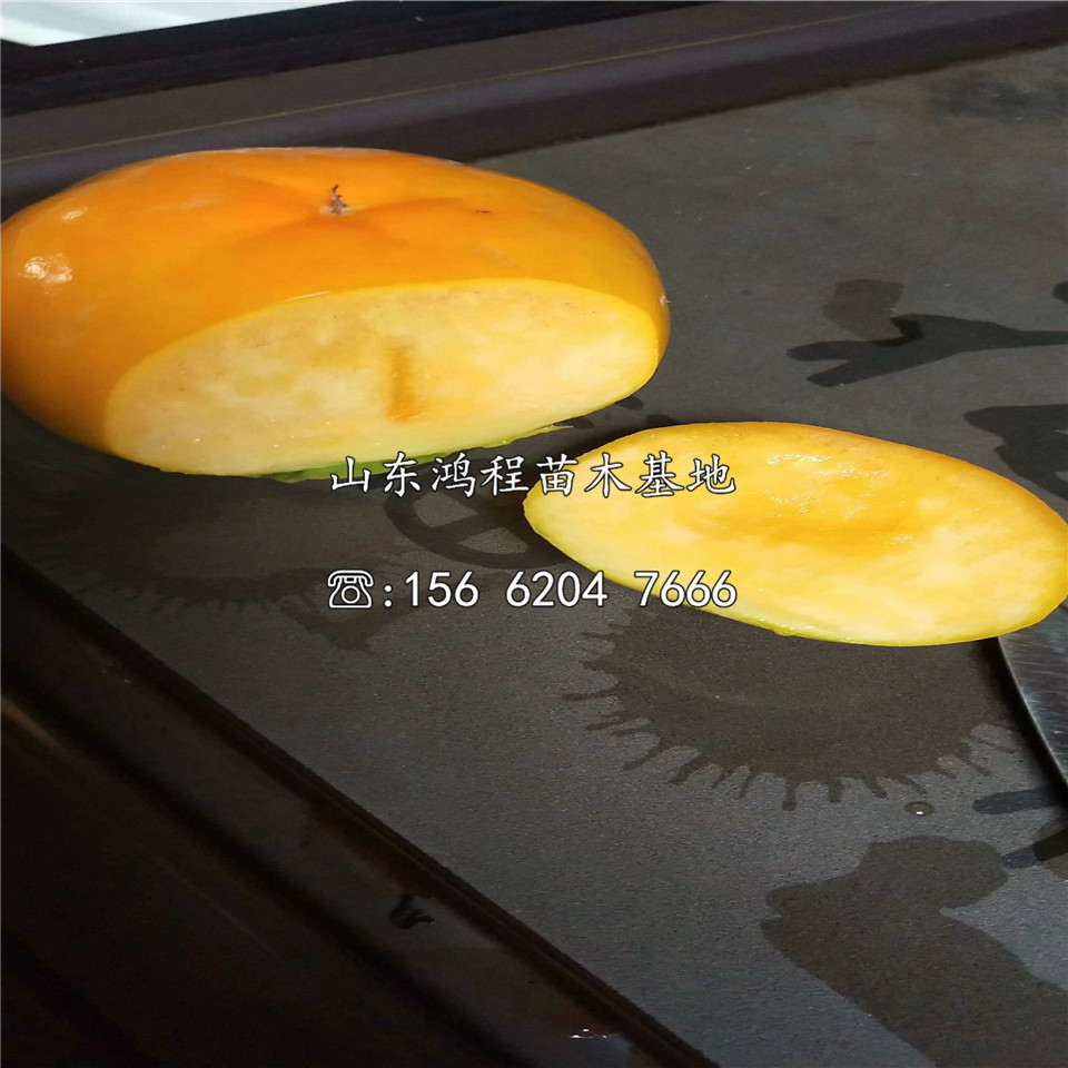 柿子苗、柿子苗價(jià)格及報(bào)價(jià)