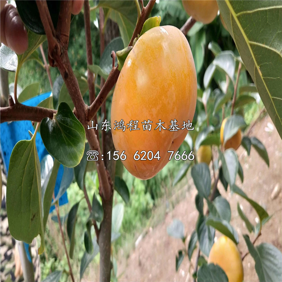 恭城水柿子苗產(chǎn)地、恭城水柿子苗出售價(jià)格