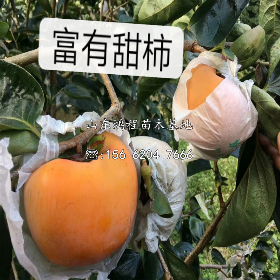 恭城水柿子苗產(chǎn)地、恭城水柿子苗出售價(jià)格