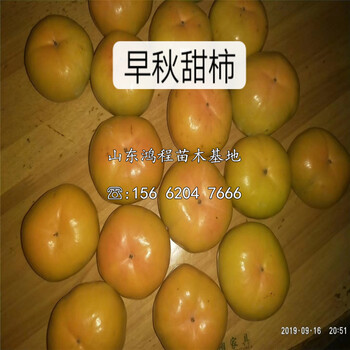 次郎甜柿子苗、次郎甜柿子苗價(jià)格及報(bào)價(jià)