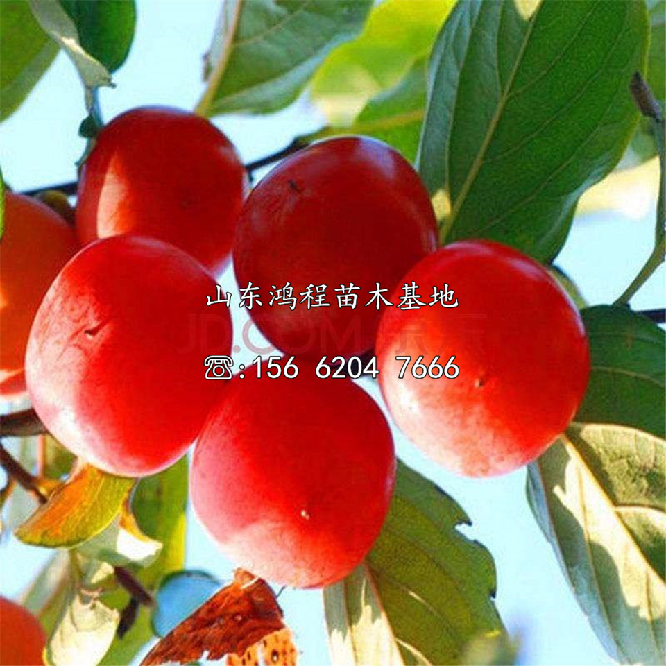 甜柿苗、甜柿苗批發(fā)