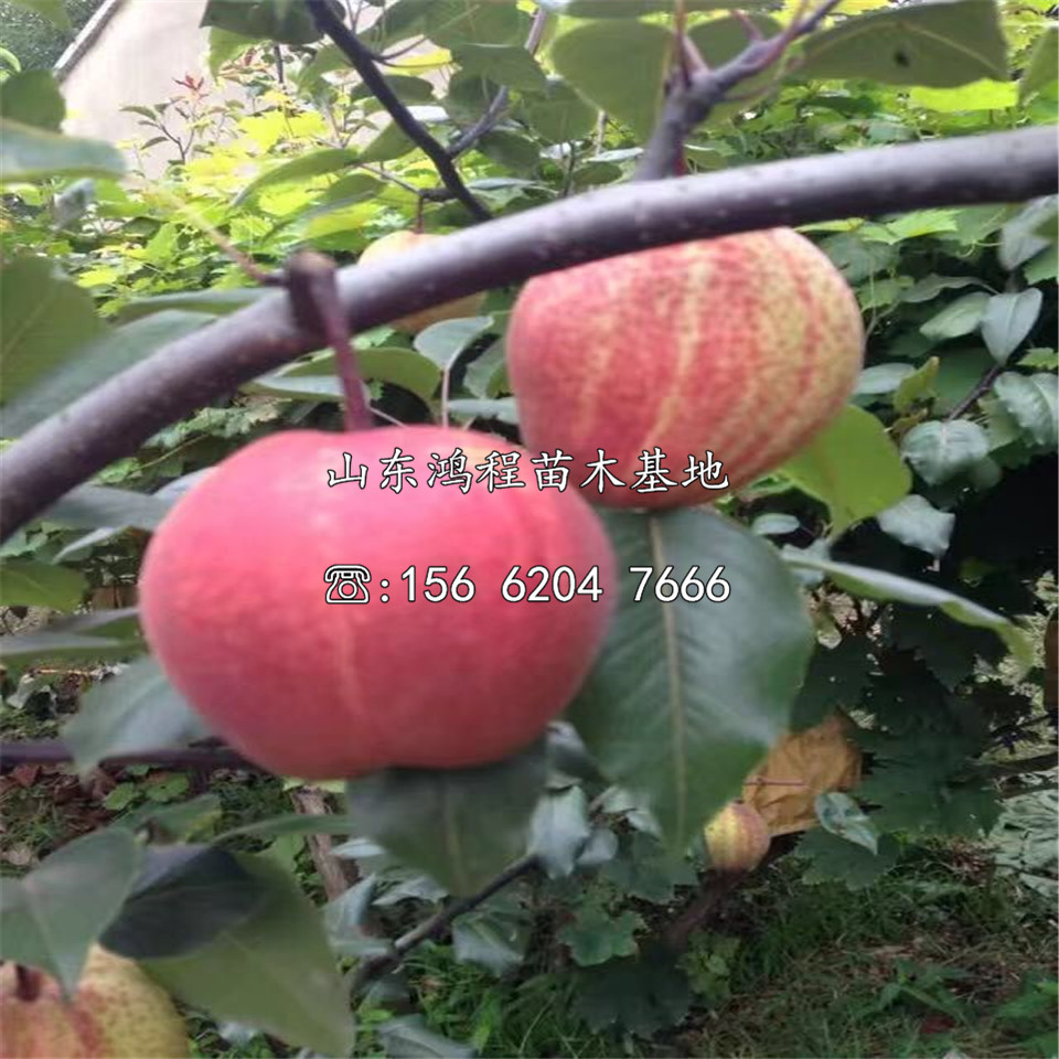 梨樹苗、梨樹苗基地