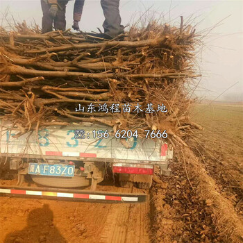 花瓣梨樹苗產(chǎn)地報價