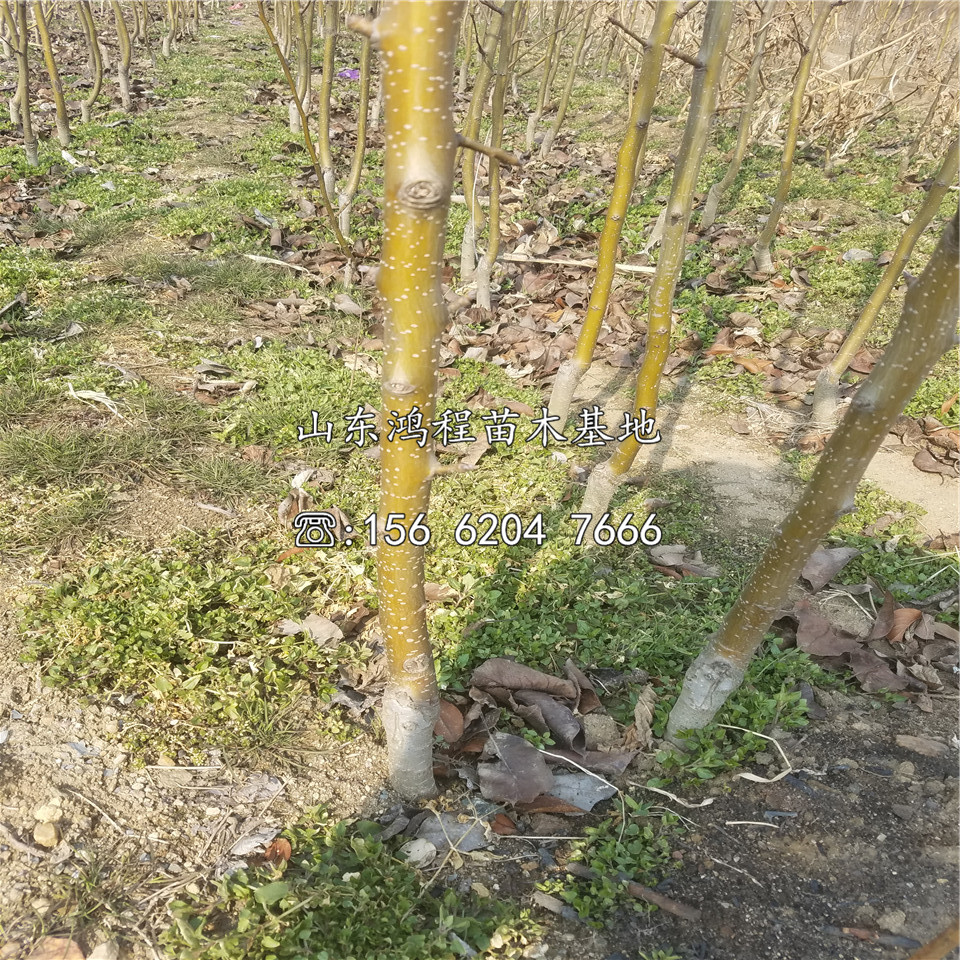 早紅考密斯梨樹苗、早紅考密斯梨樹苗基地
