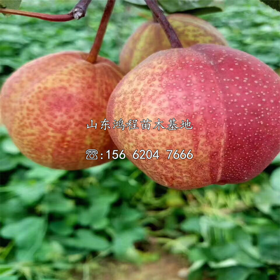 鑫梨樹苗、鑫梨樹苗價格
