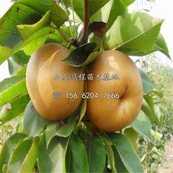 丹霞紅梨樹苗新品種供應(yīng)