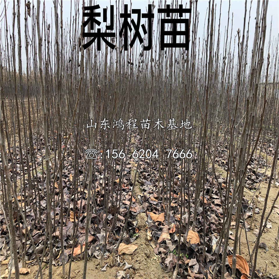 奧世紅梨樹(shù)苗批發(fā)、奧世紅梨樹(shù)苗批發(fā)價(jià)格