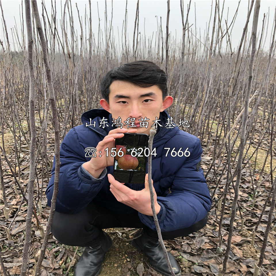 兩公分早紅考密斯梨樹苗價(jià)格公示