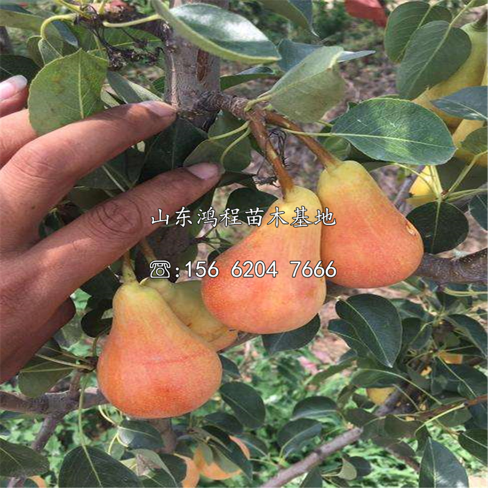 早酥紅梨樹(shù)苗、早酥紅梨樹(shù)苗銷售