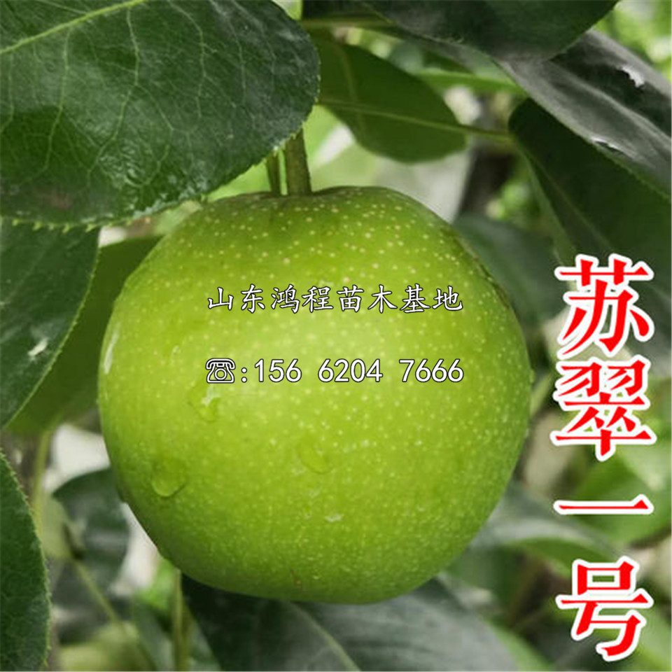 四公分梨樹(shù)苗產(chǎn)地、四公分梨樹(shù)苗產(chǎn)地供應(yīng)