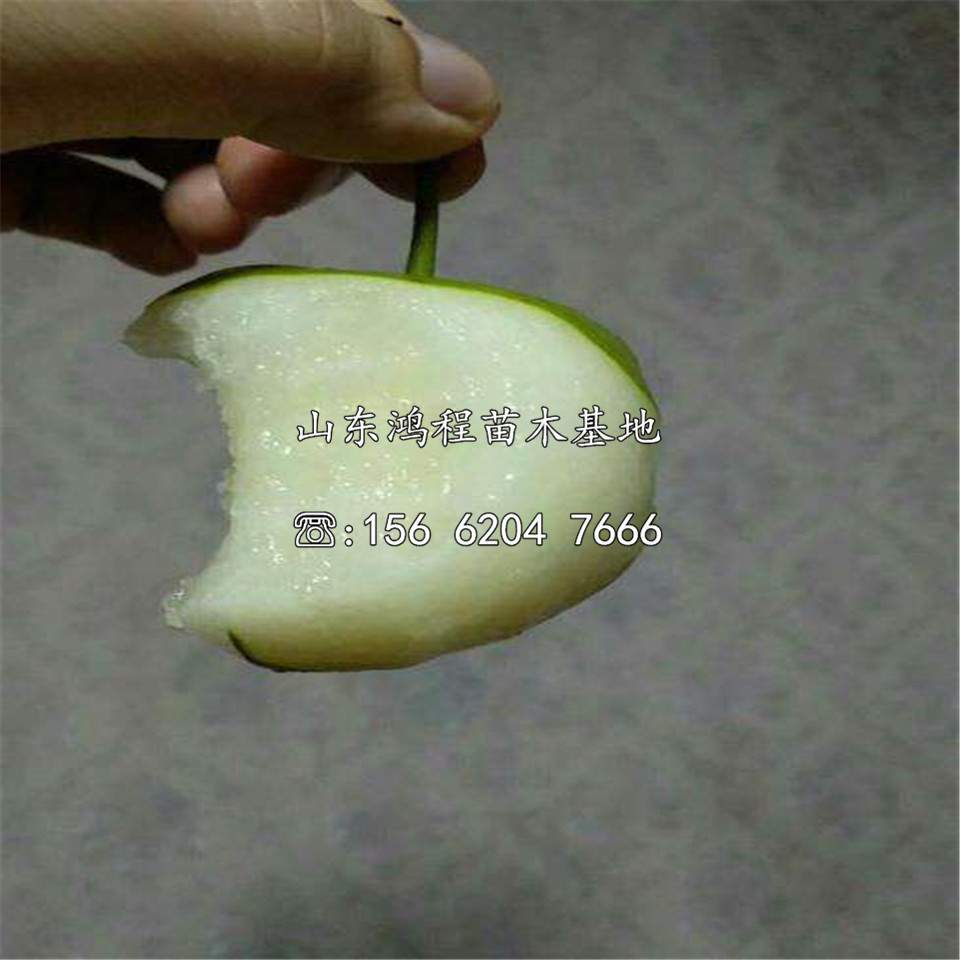 早酥紅梨樹(shù)苗、早酥紅梨樹(shù)苗銷售