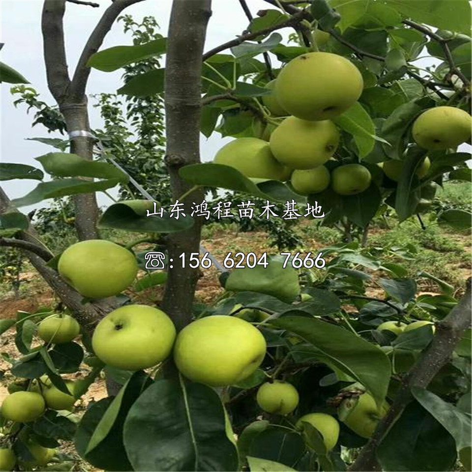 一公分黃寶石梨樹苗價格及報價
