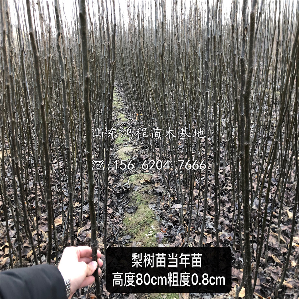 初夏美梨樹苗批發(fā)、初夏美梨樹苗批發(fā)出售