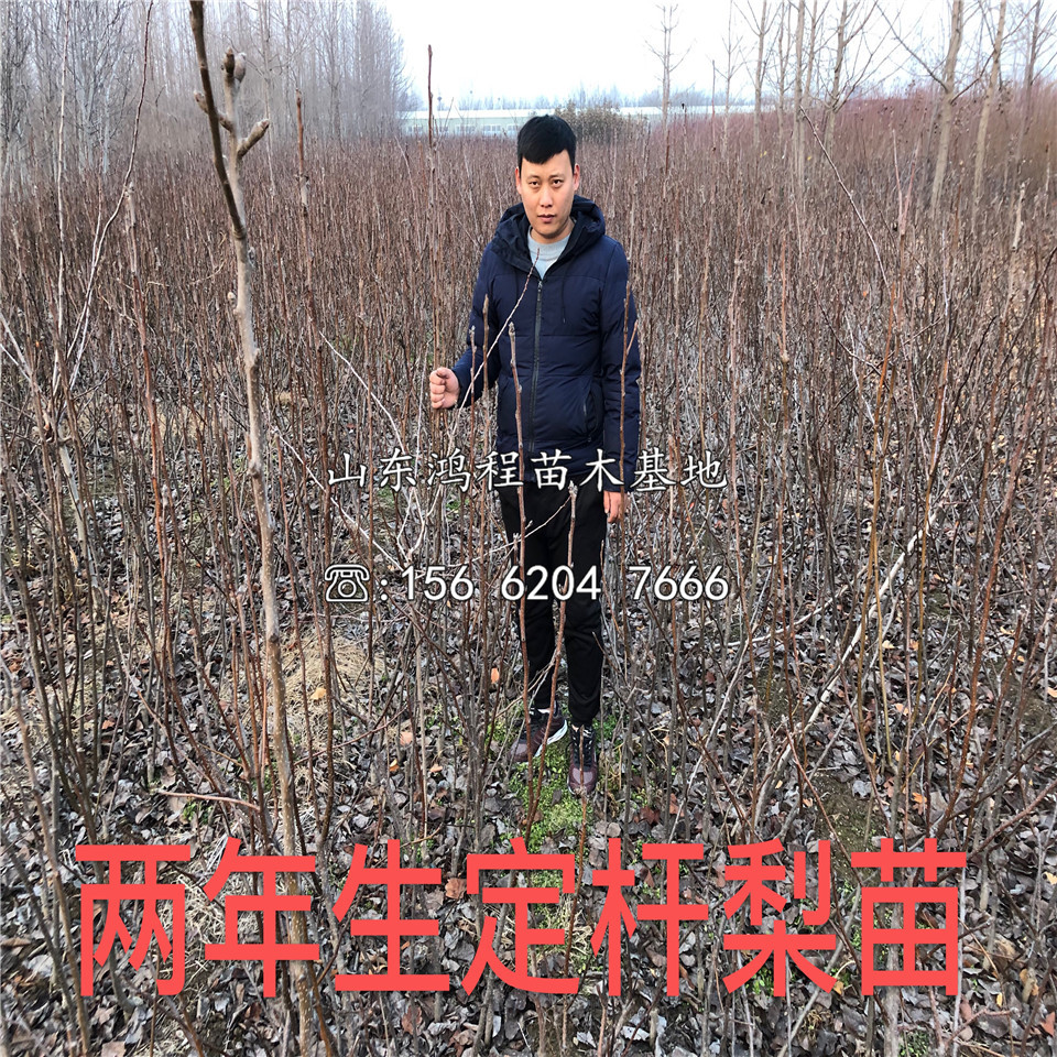 一公分黃寶石梨樹苗價格及報價