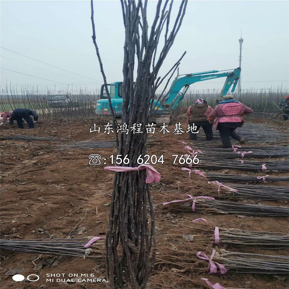 梨樹苗、梨樹苗基地