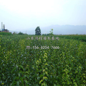 晚秋黃梨樹苗、晚秋黃梨樹苗價(jià)格及報(bào)價(jià)