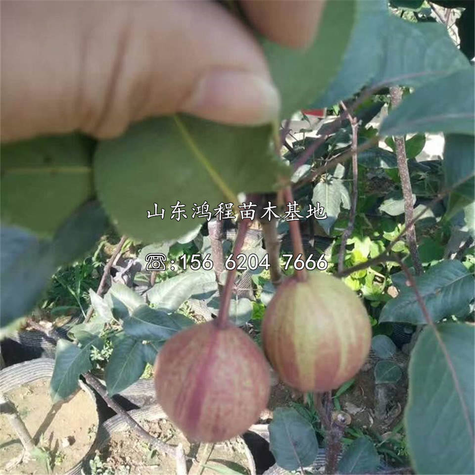秋月梨樹苗價(jià)格、秋月梨樹苗價(jià)格及報(bào)價(jià)