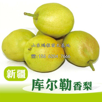 晚秋黃梨樹苗售價及批發(fā)價格