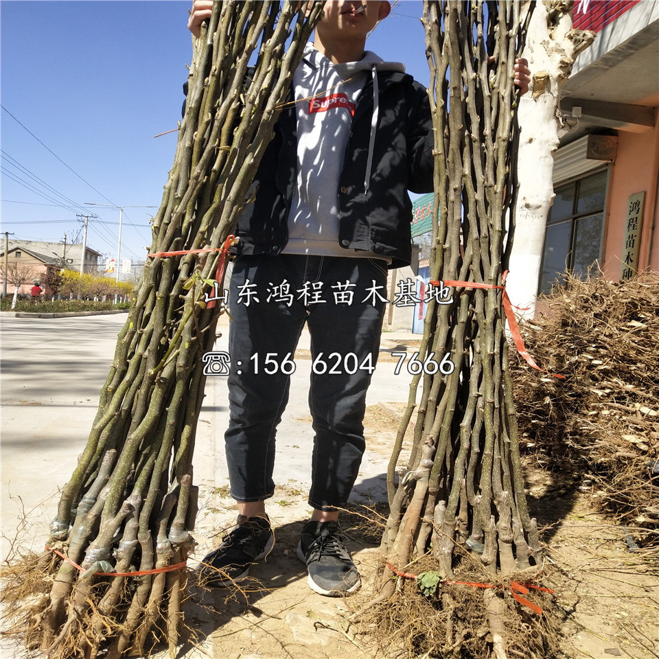 玉露香梨樹苗、玉露香梨樹苗報(bào)價(jià)