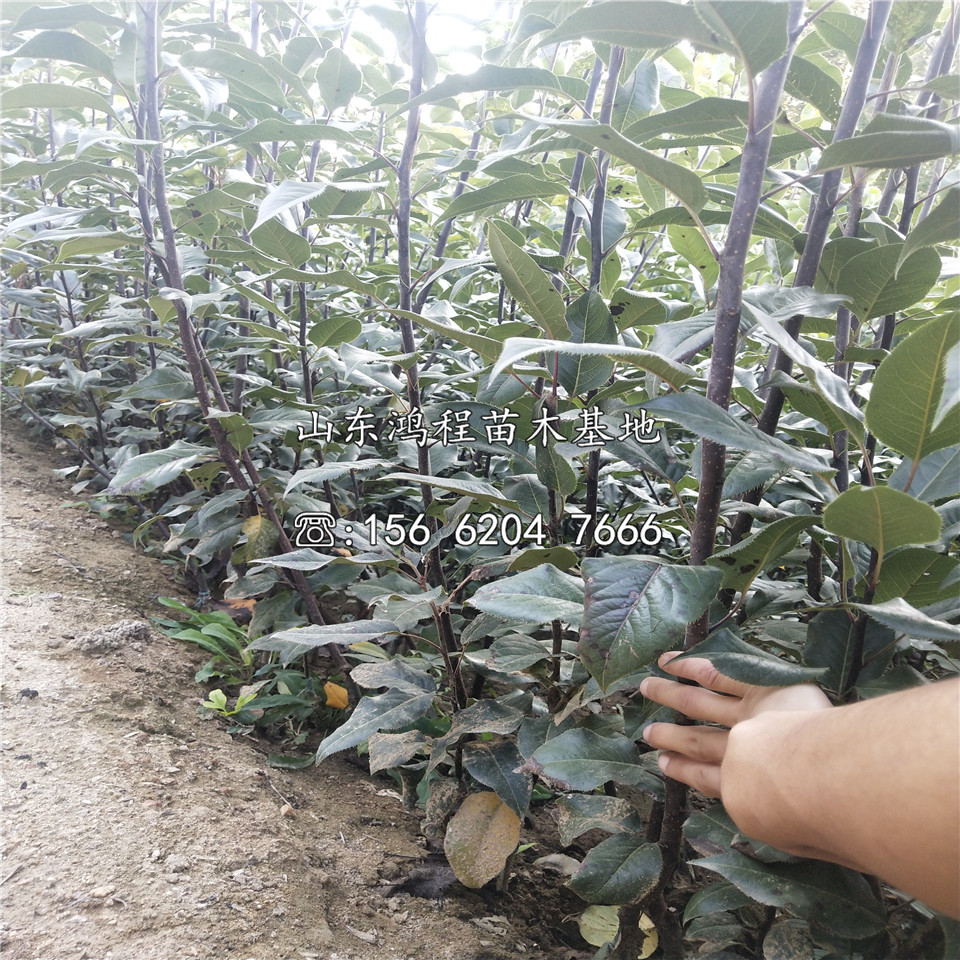 中熟梨樹苗批發(fā)價(jià)格