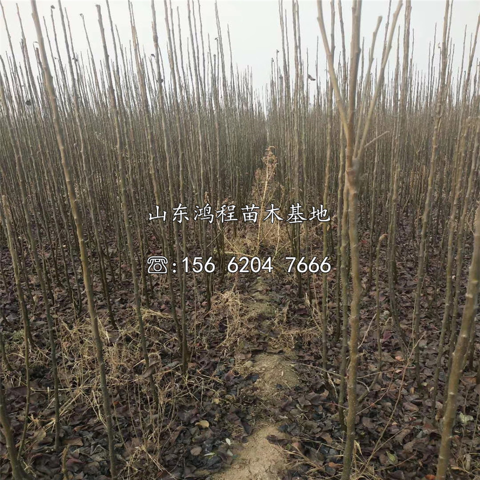 批發(fā)紅安久梨樹(shù)苗、紅安久梨樹(shù)苗價(jià)格及報價(jià)