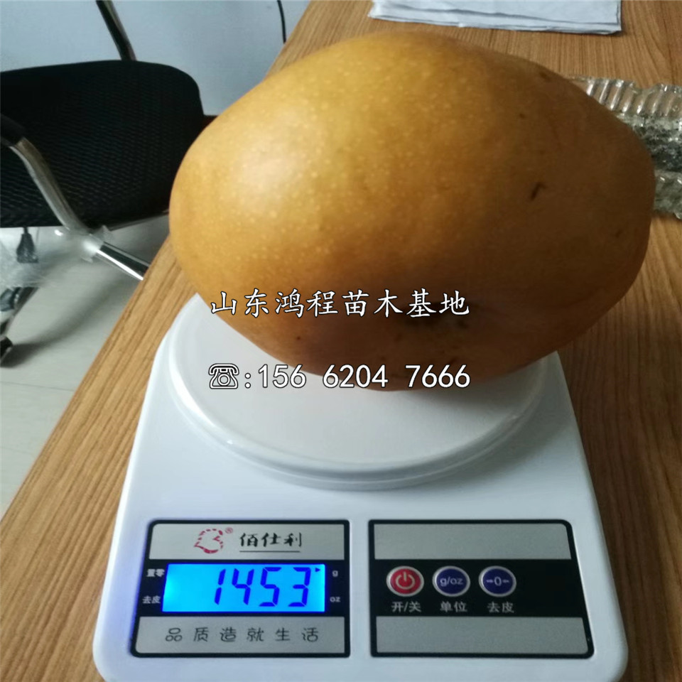 新梨七號(hào)樹苗供應(yīng)出售