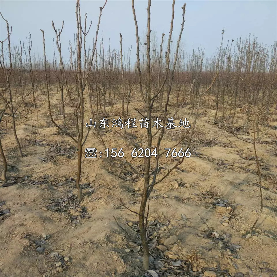 秋月梨樹苗、秋月梨樹苗種植基地
