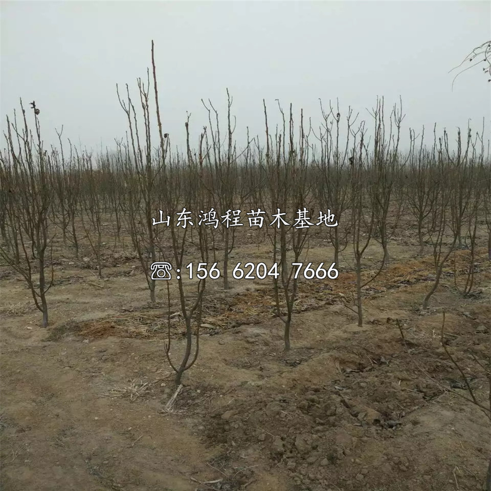 喜水梨樹苗產地、喜水梨樹苗產地供應