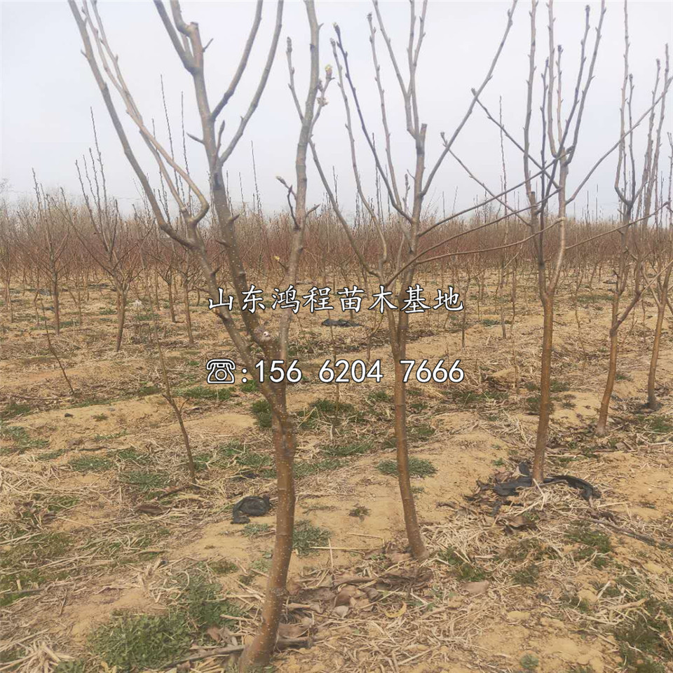 蘇翠二號梨樹苗價格、蘇翠二號梨樹苗價格一覽表