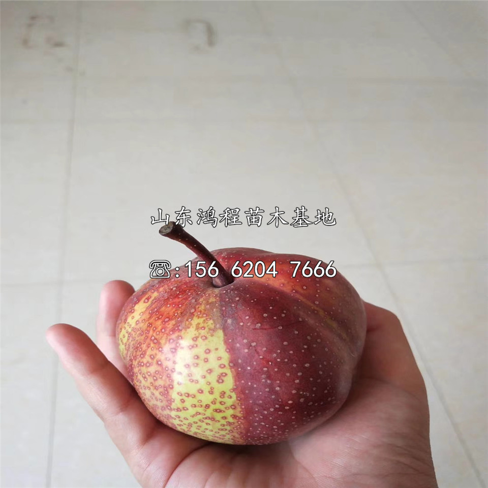 初夏美梨樹苗批發(fā)、初夏美梨樹苗批發(fā)出售