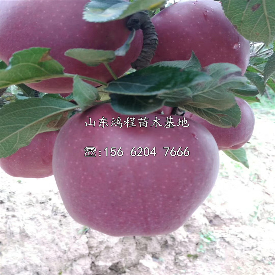 新梨七號(hào)樹苗供應(yīng)出售