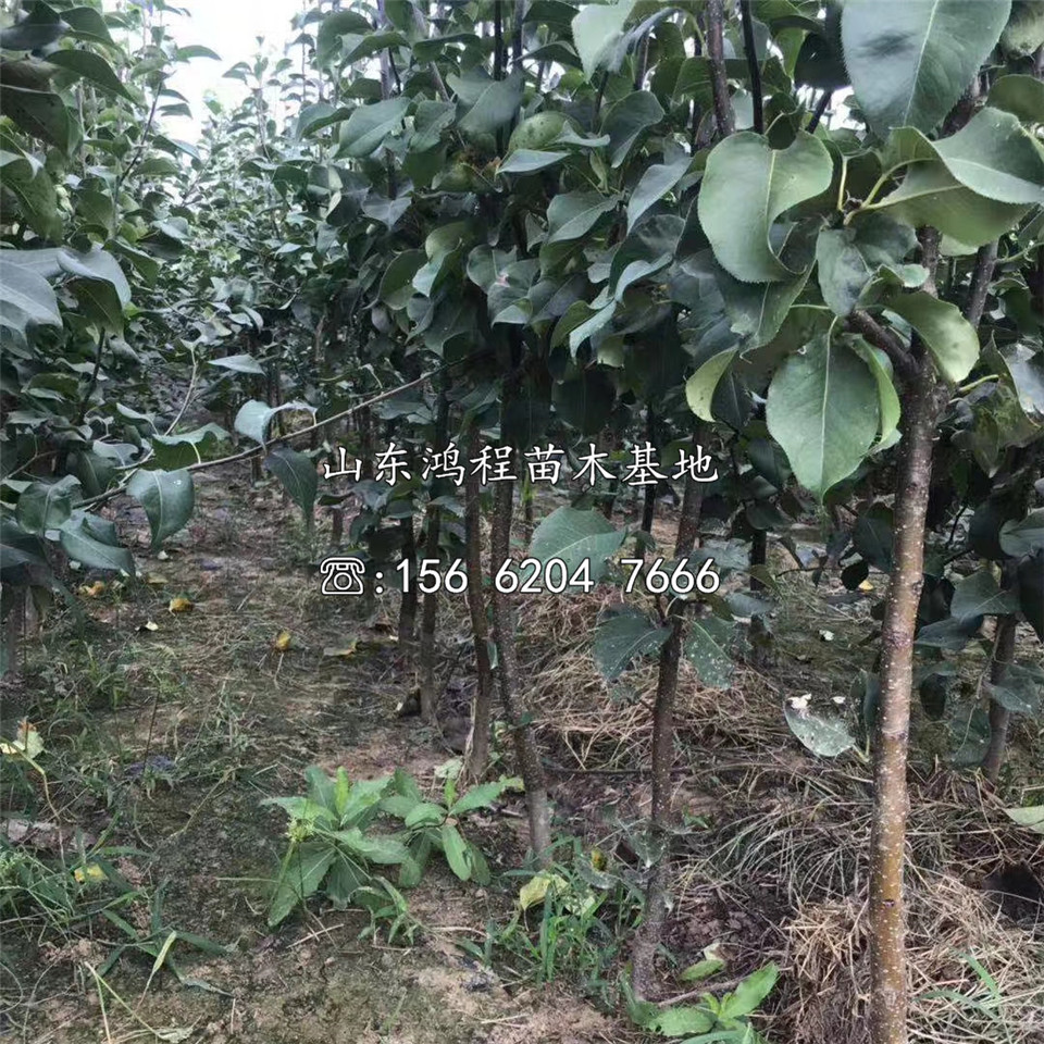 梨樹苗、梨樹苗基地