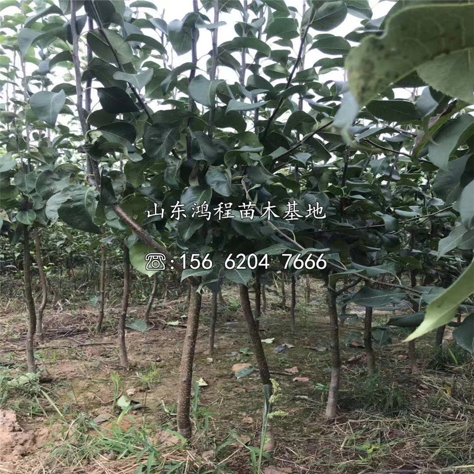 晚秋黃梨樹苗、晚秋黃梨樹苗價(jià)格及報(bào)價(jià)