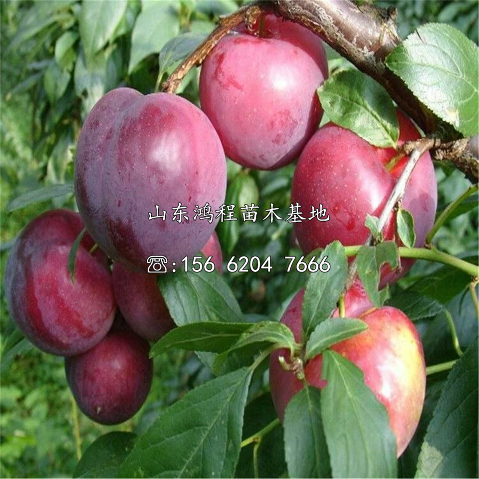 購(gòu)買晚熟李子苗、購(gòu)買晚熟李子苗價(jià)格