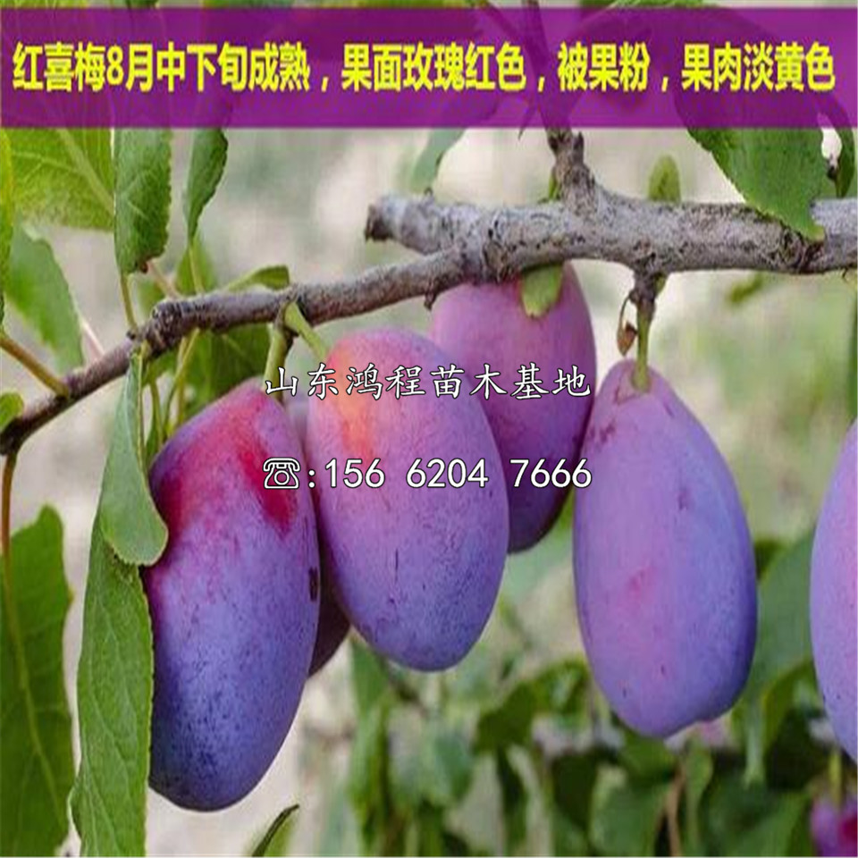 味帝李苗供應(yīng)價位