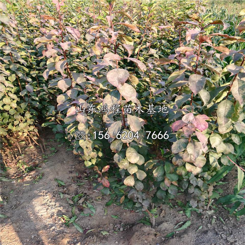 山東紅七月李子苗、紅七月李子苗基地報(bào)價(jià)