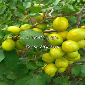 山東紅七月李子苗、紅七月李子苗基地報(bào)價(jià)