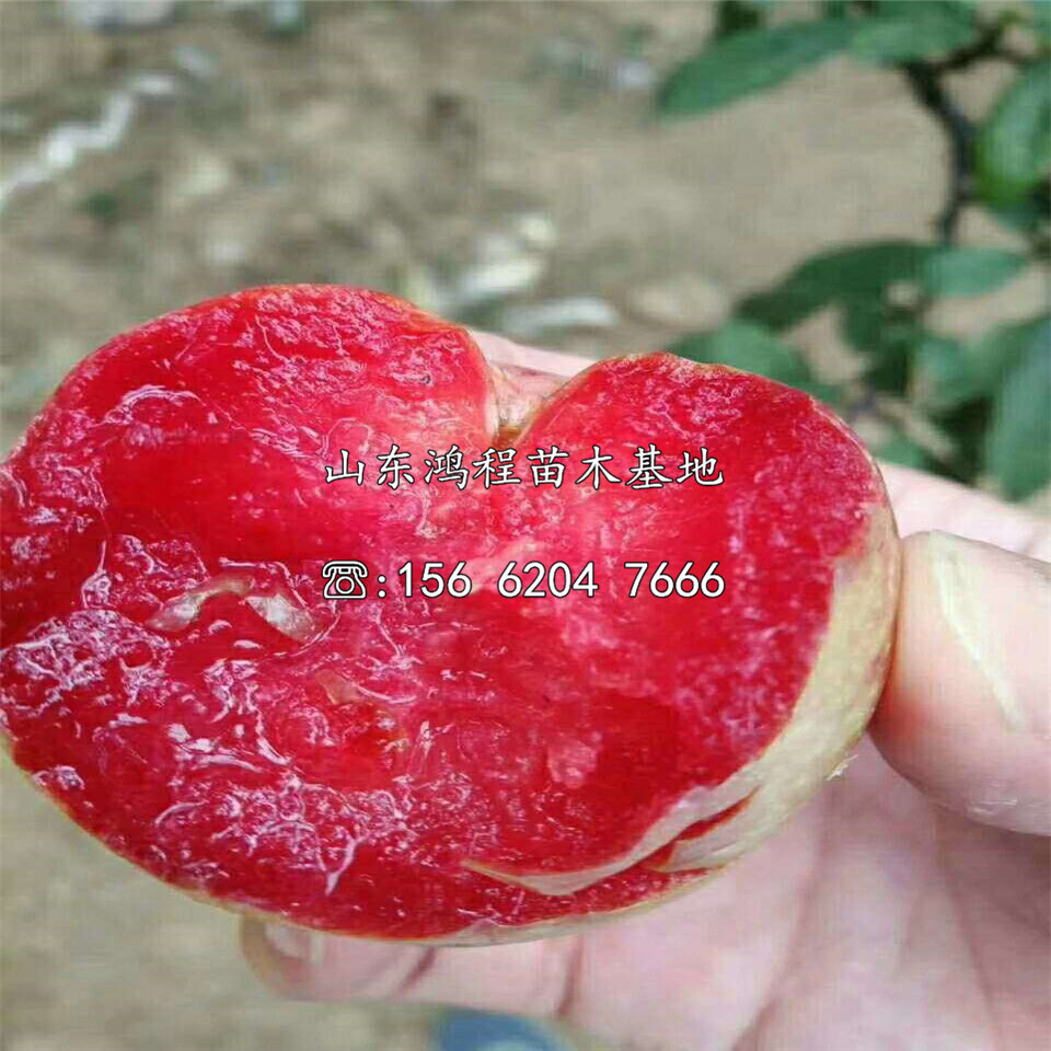 購(gòu)買晚熟李子苗、購(gòu)買晚熟李子苗價(jià)格