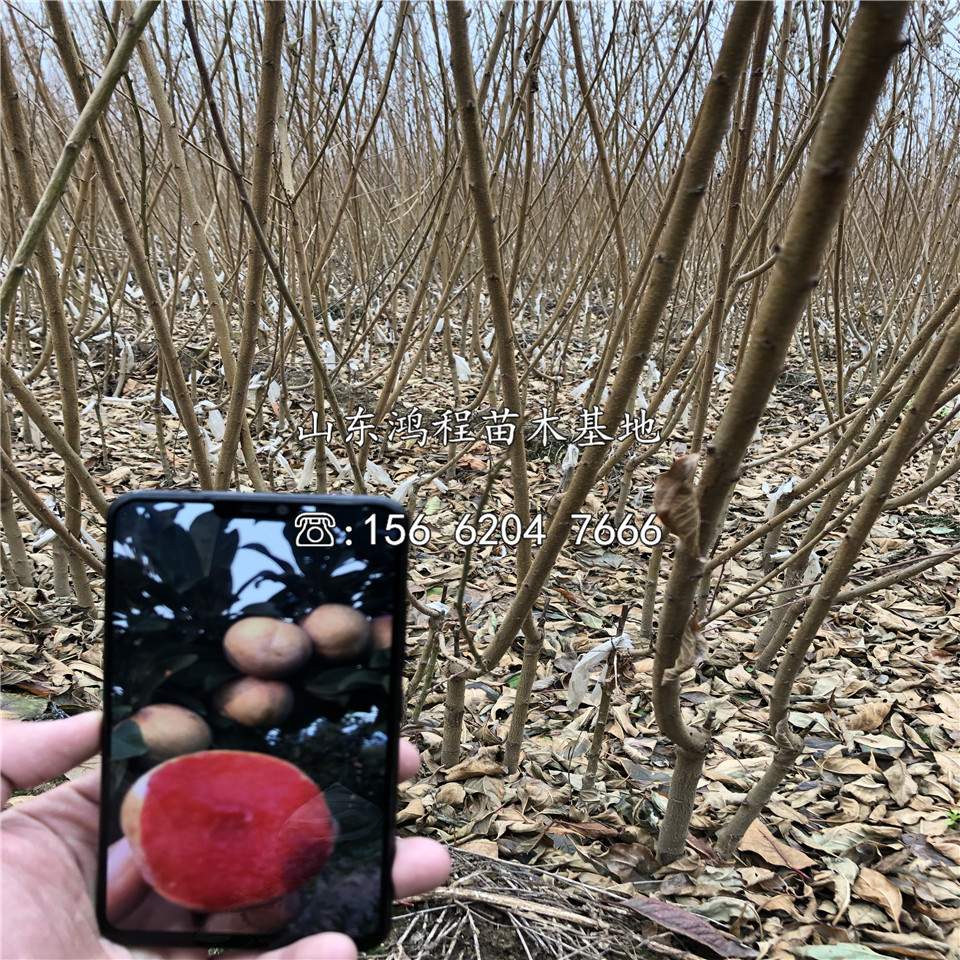 巨早李子苗供應(yīng)、巨早李子苗供應(yīng)價(jià)格