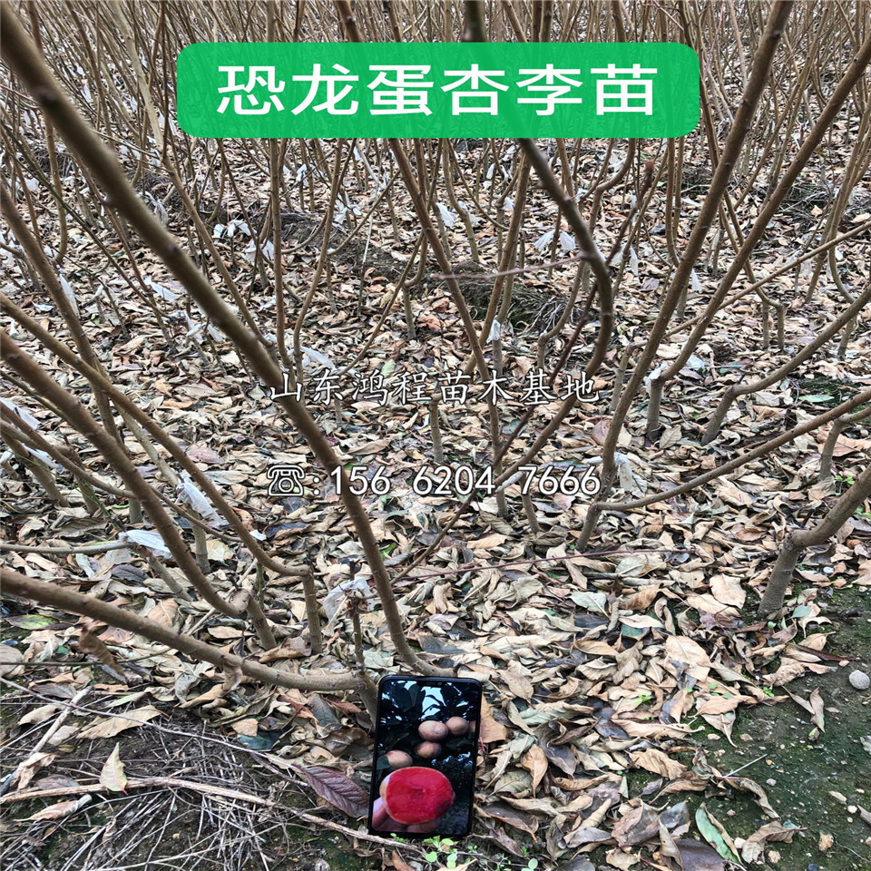 西梅法蘭西苗銷售、西梅法蘭西苗銷售基地