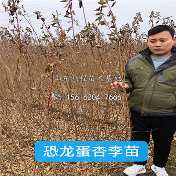 2020年兩年李子苗、2020年兩年李子苗批發(fā)價(jià)格