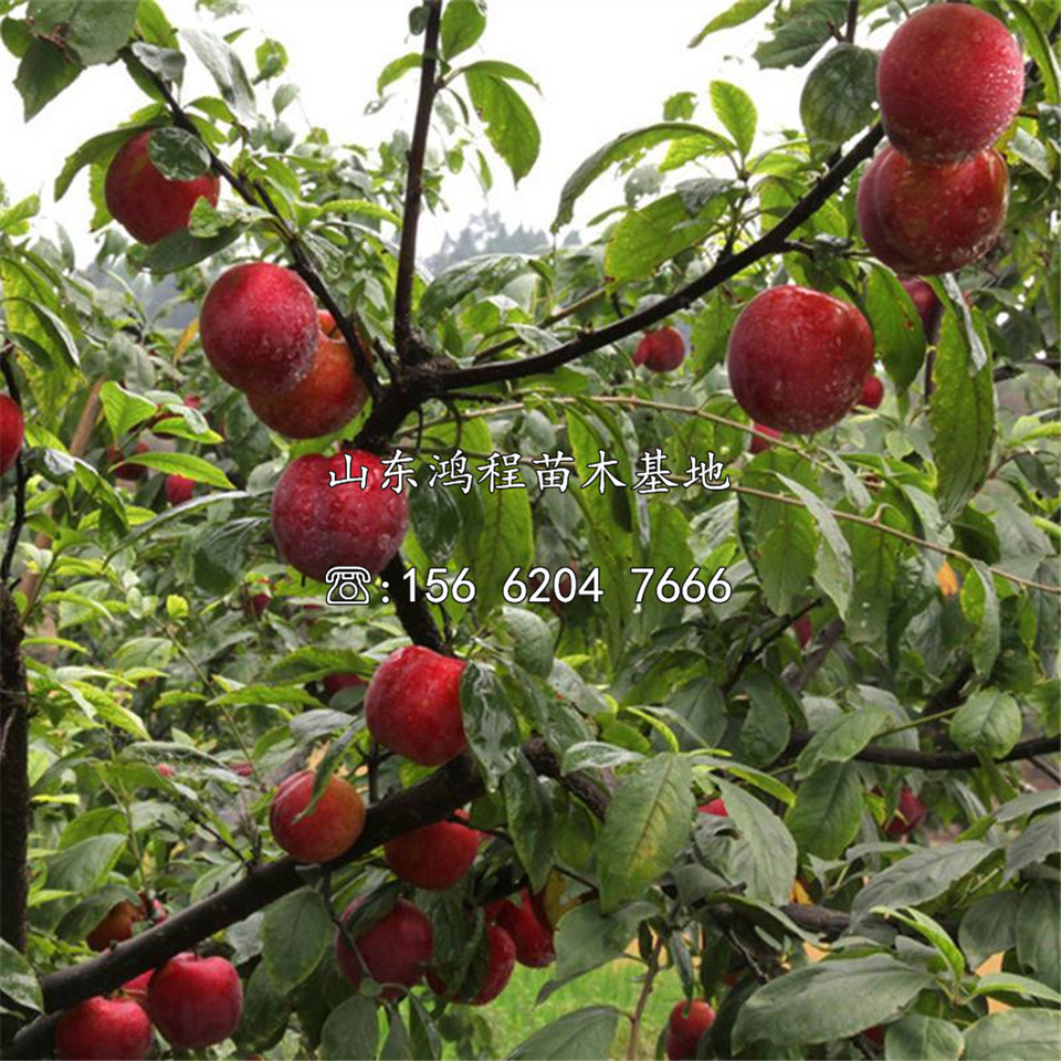 購(gòu)買晚熟李子苗、購(gòu)買晚熟李子苗價(jià)格