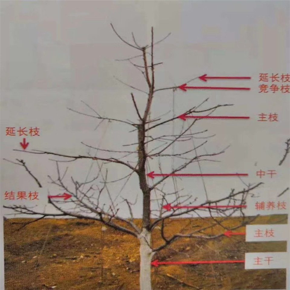 智力車厘子苗售價