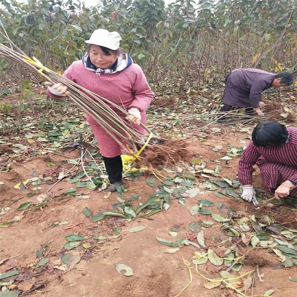 一公分智力车厘子苗