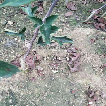抗病山楂苗行情、抗病山楂苗種植技術(shù)