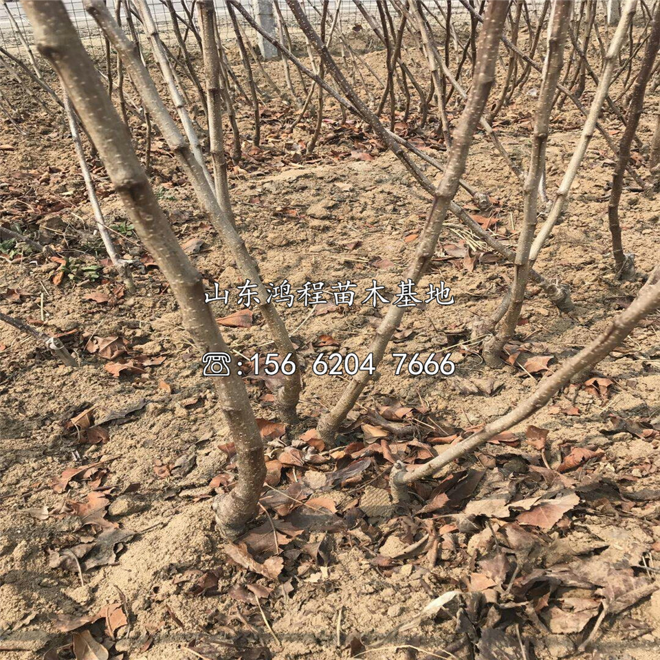 普通山楂苗种植基地、普通山楂苗产地价格