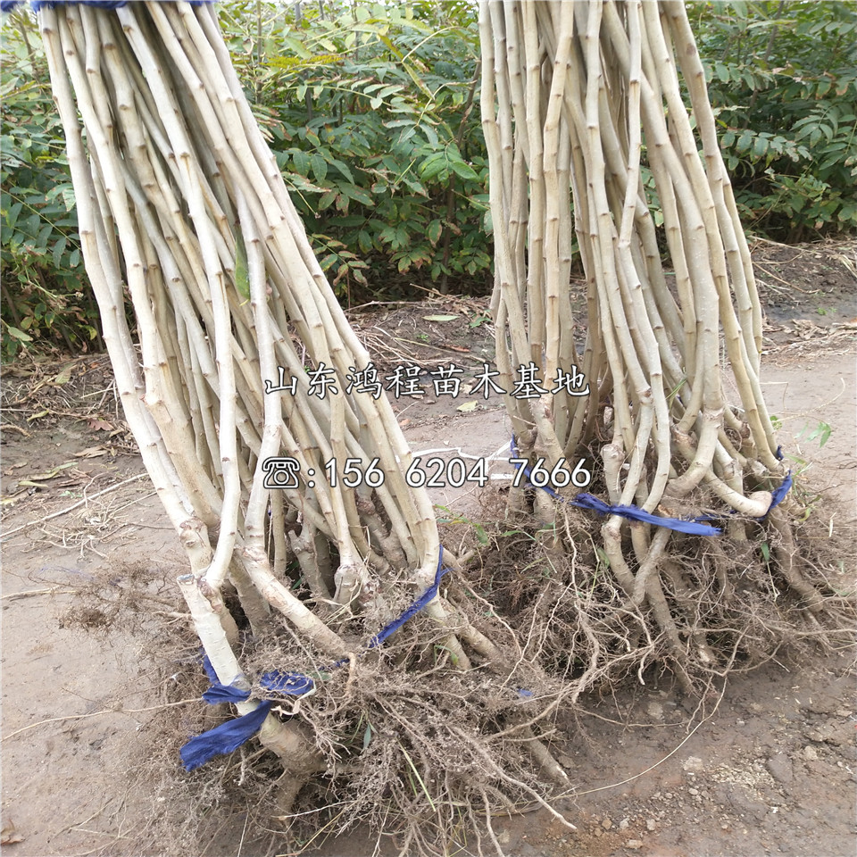 甜山楂苗價(jià)格