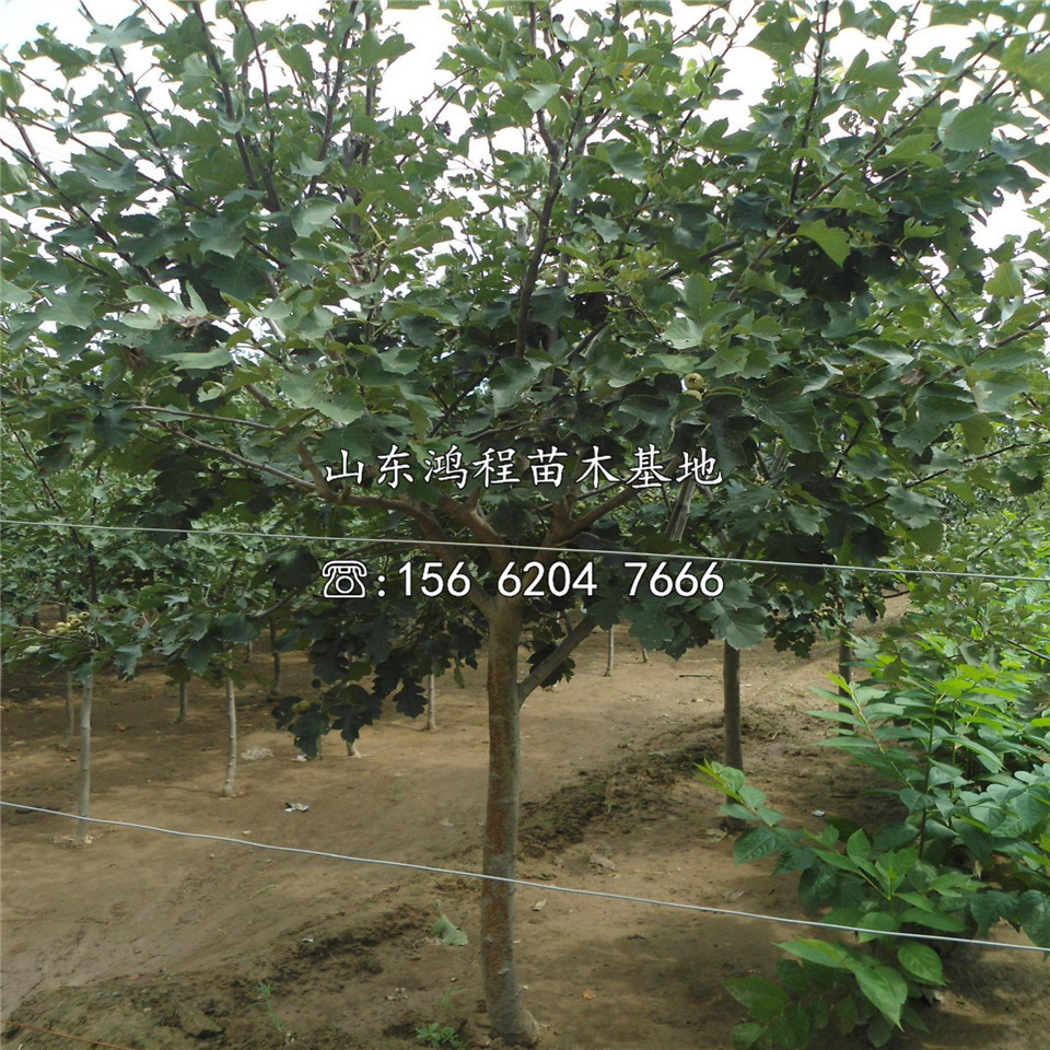 甜山楂苗價(jià)格