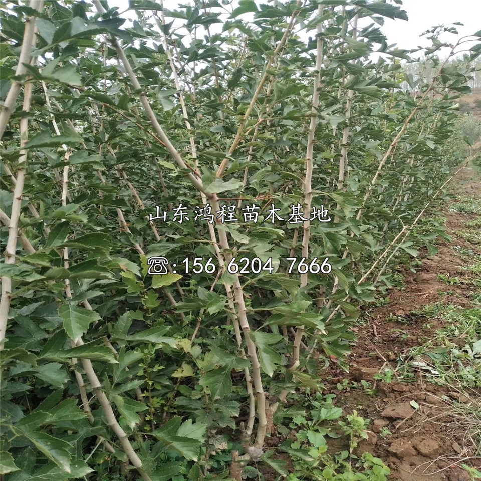 磨盤山楂樹苗批發(fā)基地