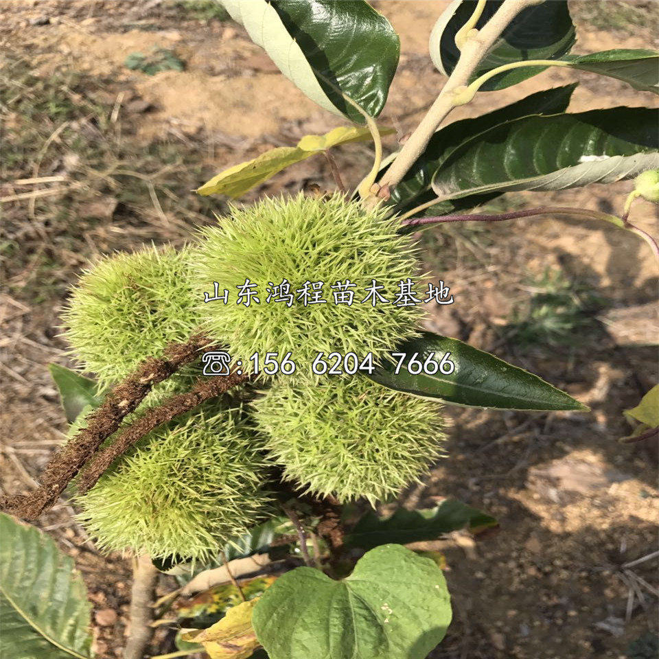一年大油栗苗、一年大油栗苗出售